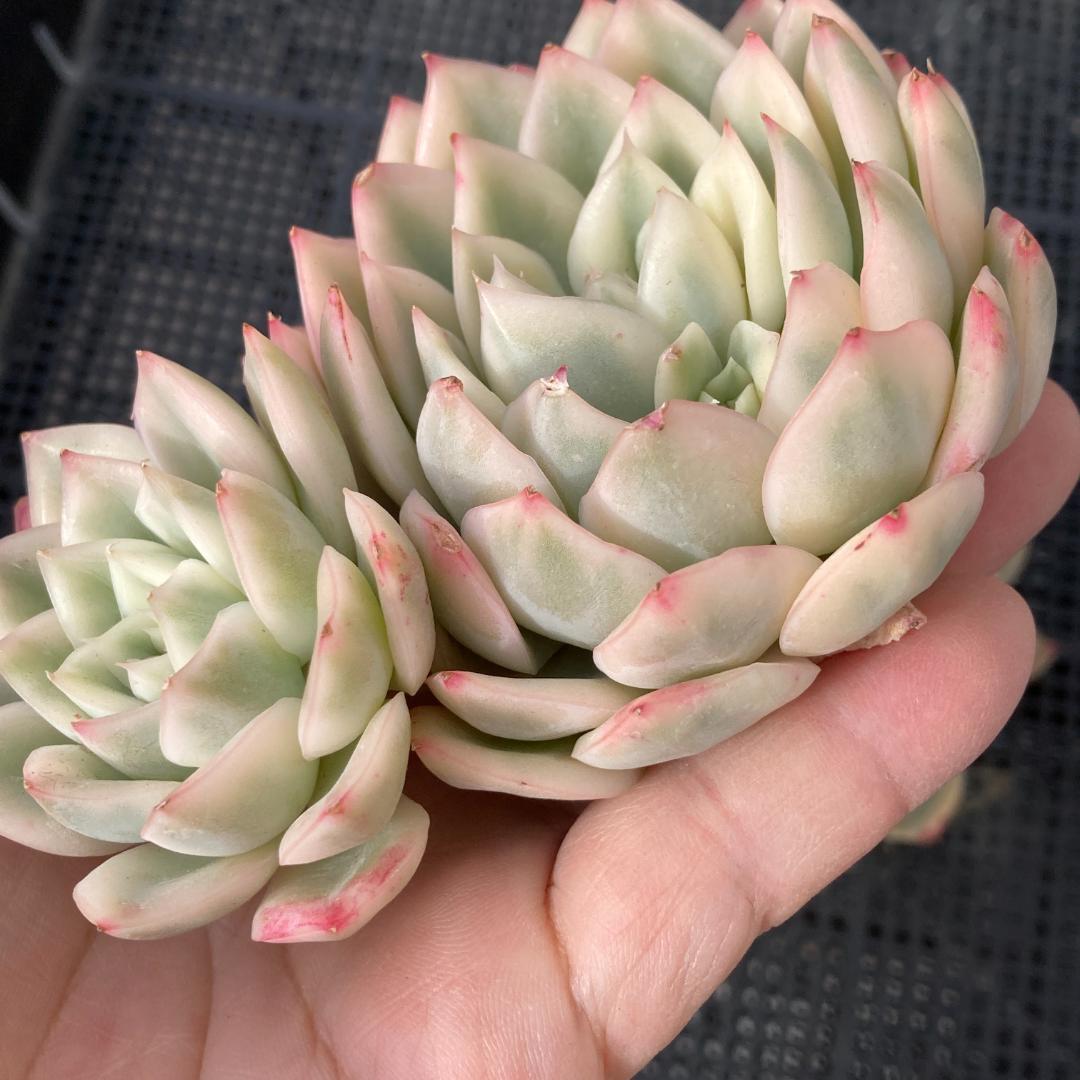 エケベリア　韓国苗　大苗　ムーンフェアリー錦　多肉植物　ポコ多肉