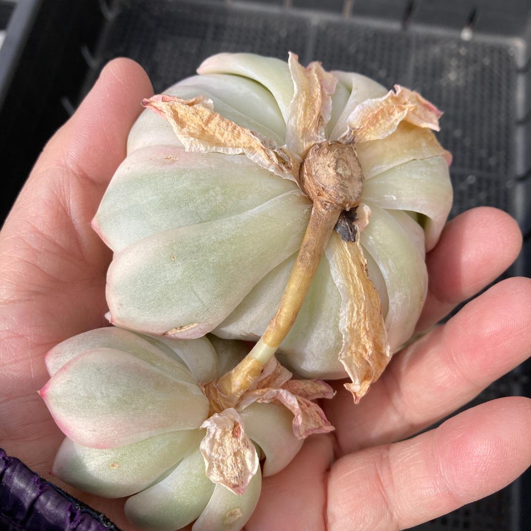 エケベリア　韓国苗　大苗　ムーンフェアリー錦　多肉植物　ポコ多肉