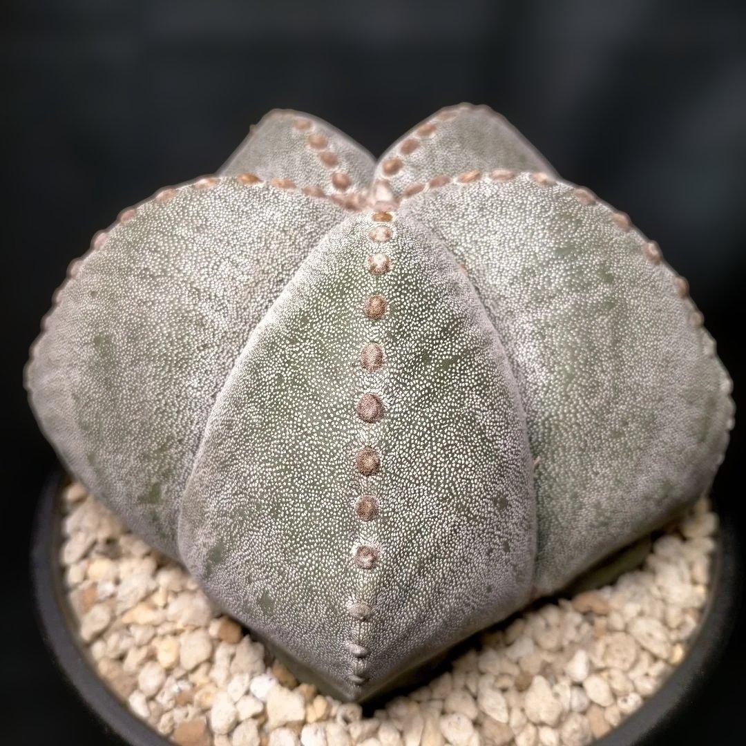 アストロフィツム ストロンギロゴナム 6号 鸞鳳玉 ランポー玉 兜 般若 大鳳玉