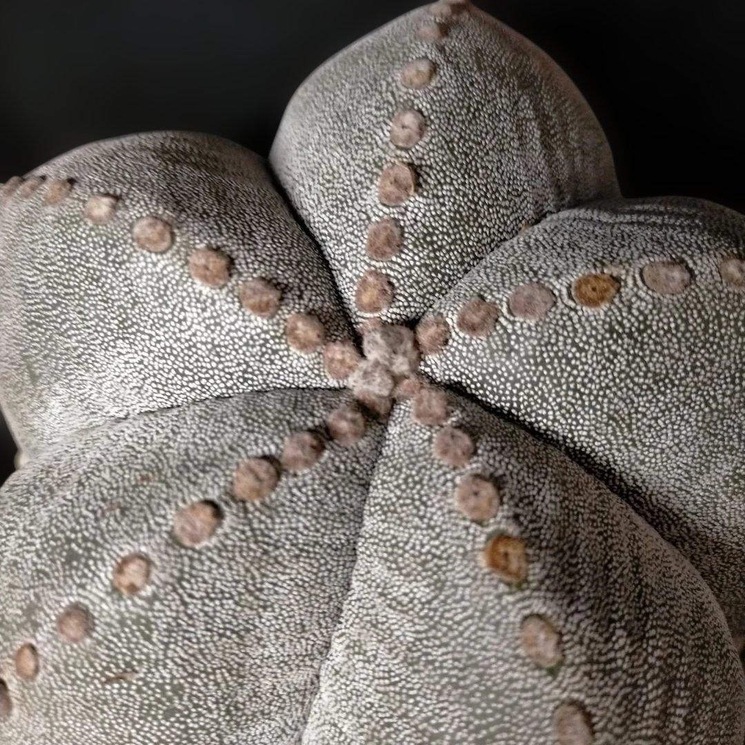 アストロフィツム ストロンギロゴナム 6号 鸞鳳玉 ランポー玉 兜 般若 大鳳玉