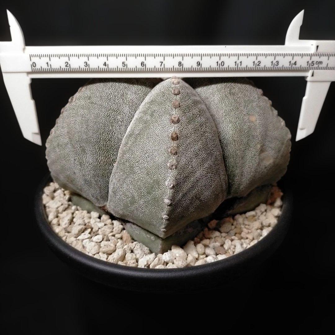 アストロフィツム ストロンギロゴナム 6号 鸞鳳玉 ランポー玉 兜 般若 大鳳玉