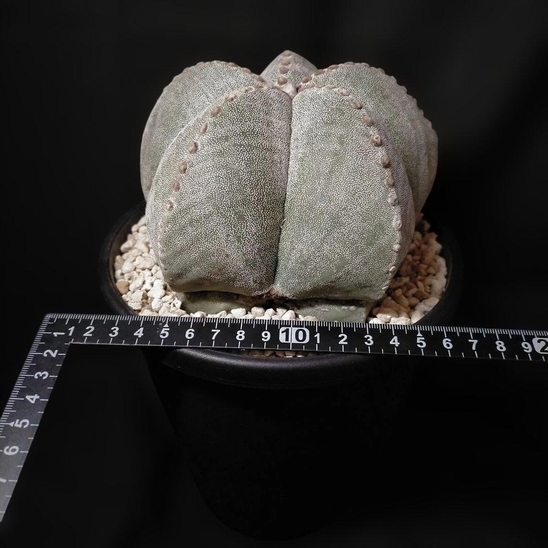 アストロフィツム ストロンギロゴナム 6号 鸞鳳玉 ランポー玉 兜 般若 大鳳玉