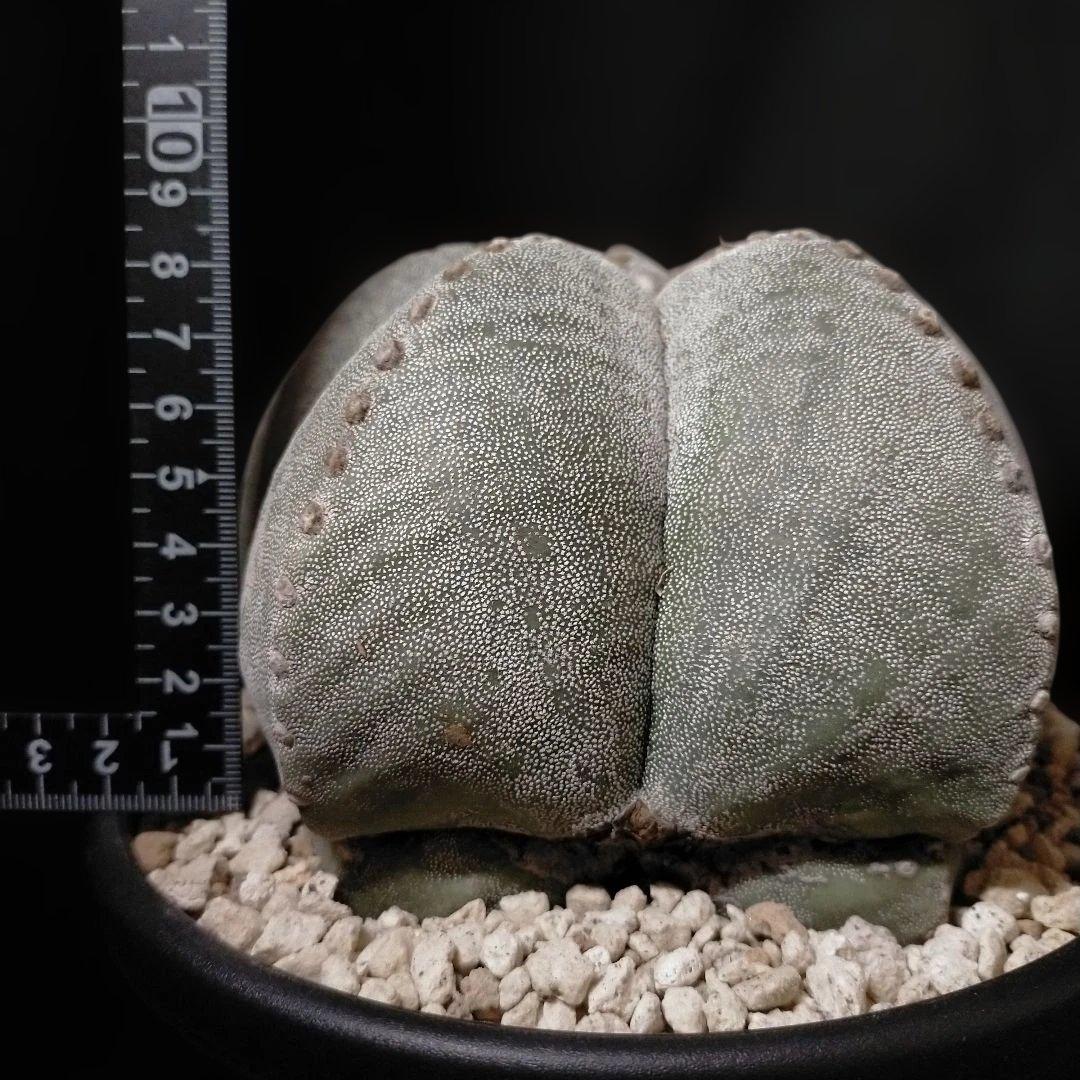 アストロフィツム ストロンギロゴナム 6号 鸞鳳玉 ランポー玉 兜 般若 大鳳玉