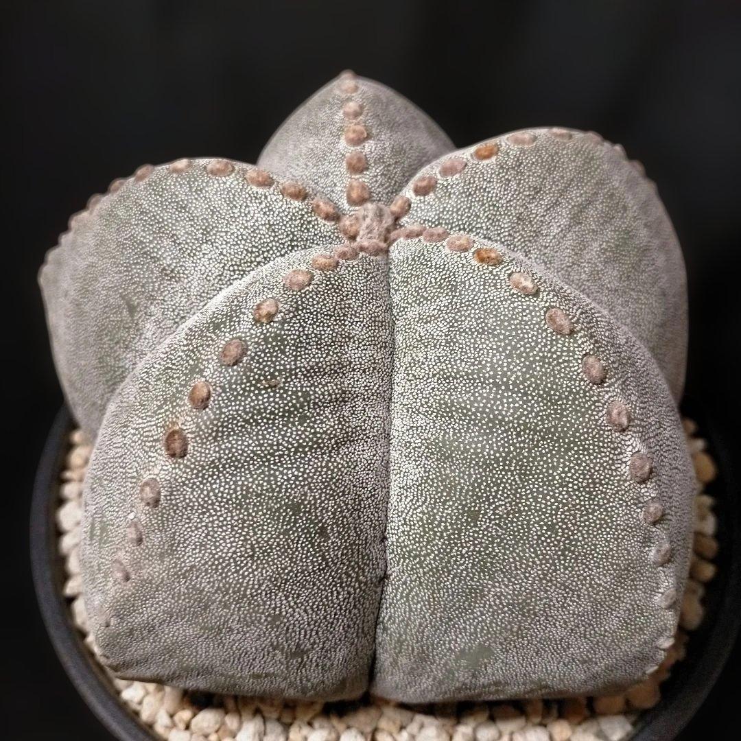 アストロフィツム ストロンギロゴナム 6号 鸞鳳玉 ランポー玉 兜 般若 大鳳玉