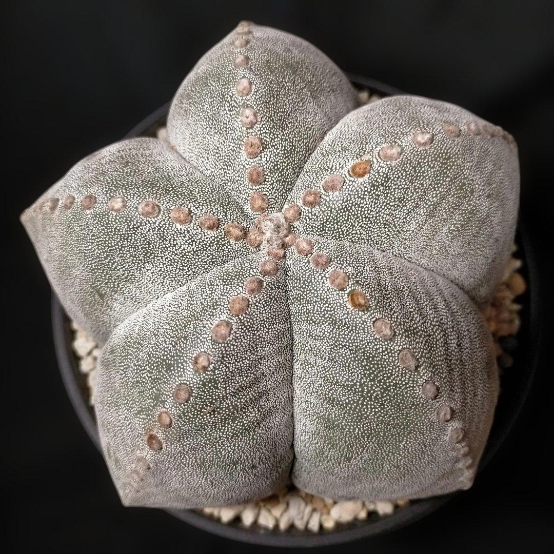 アストロフィツム ストロンギロゴナム 6号 鸞鳳玉 ランポー玉 兜 般若 大鳳玉