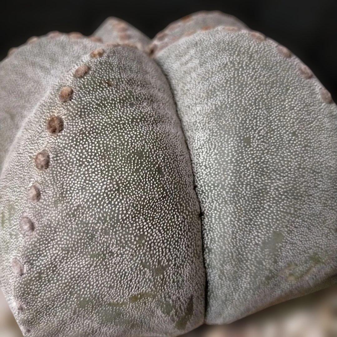 アストロフィツム ストロンギロゴナム 6号 鸞鳳玉 ランポー玉 兜 般若 大鳳玉