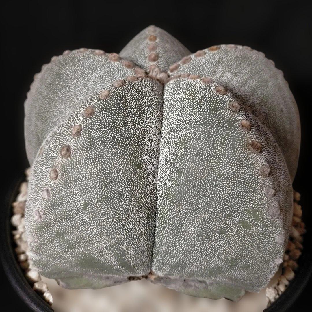 アストロフィツム ストロンギロゴナム 6号 鸞鳳玉 ランポー玉 兜 般若 大鳳玉