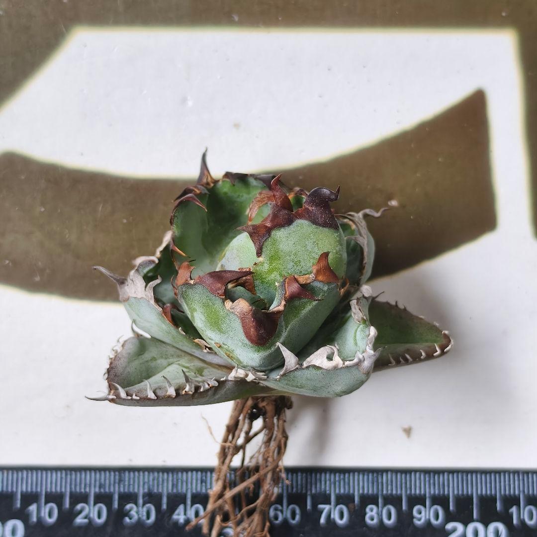 635【上澳園芸】アガベ チタノタ 丸葉BB ブラックアンドブルー 濃黒棘