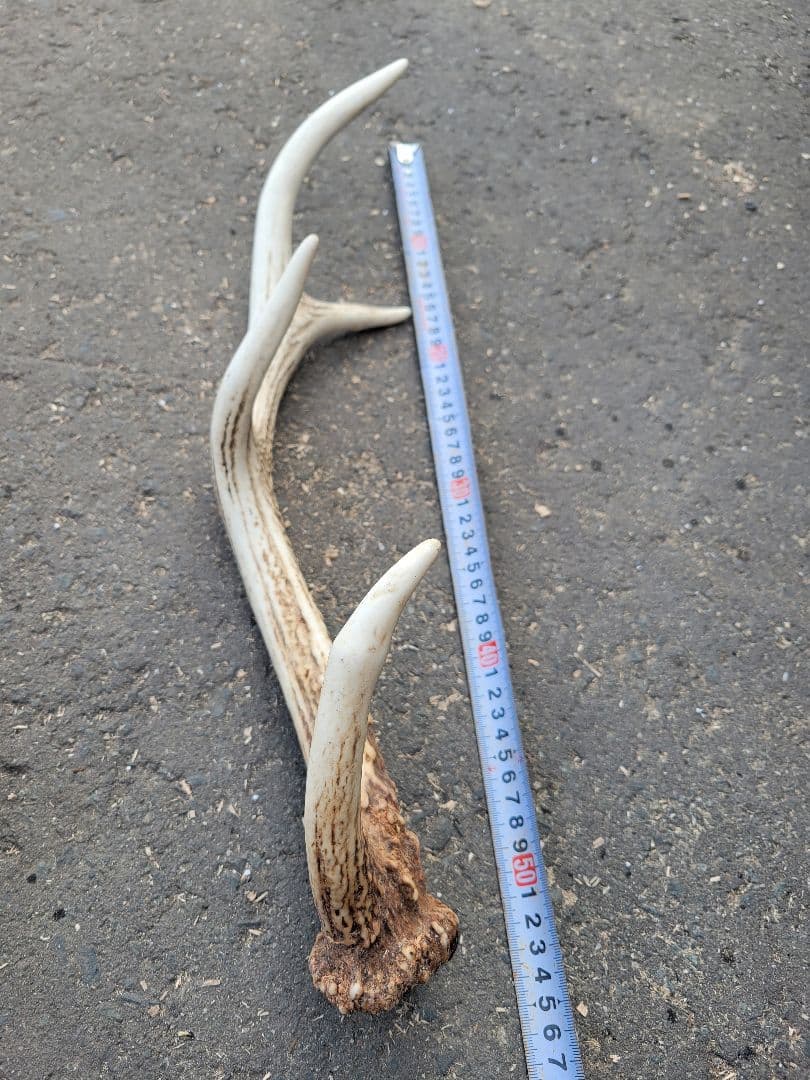 クラフト　鹿の角50本