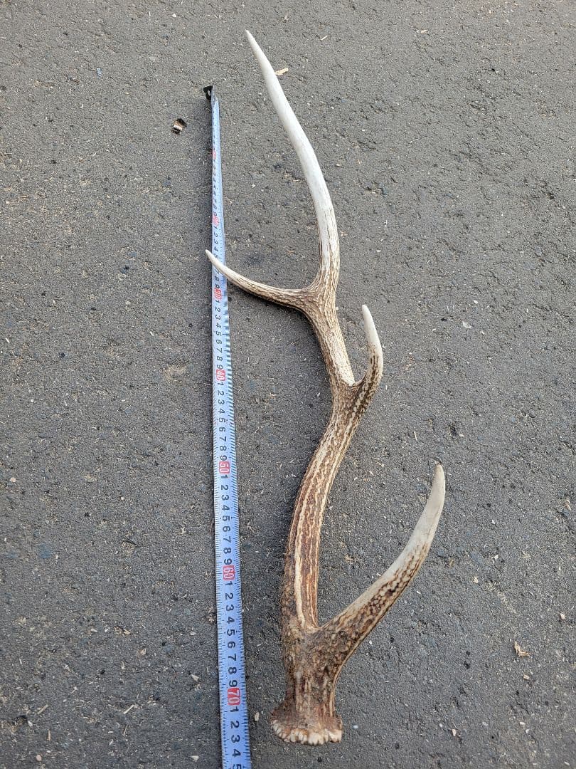 クラフト　鹿の角50本