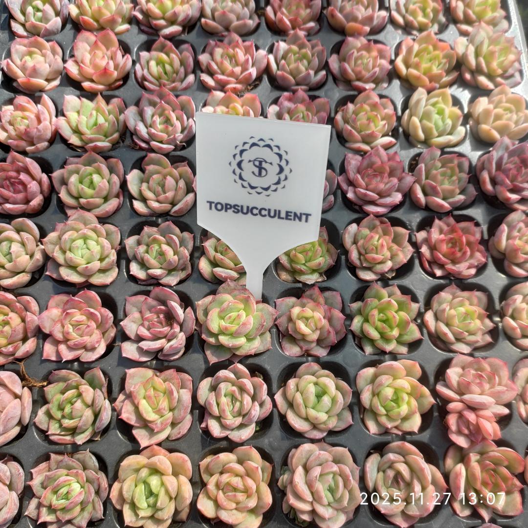 Top【選抜株】　19428ベリー x シルエット 128個　プラグトレー苗