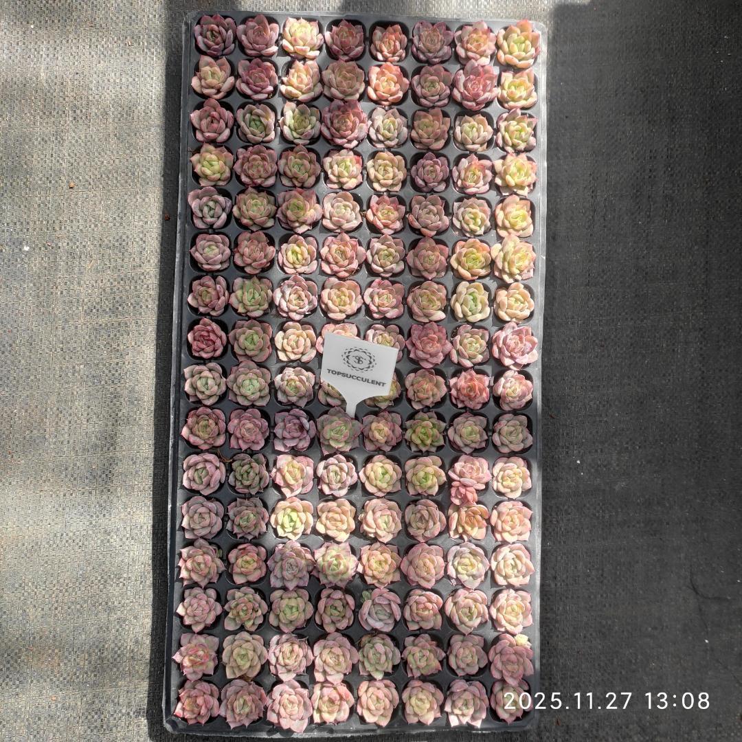 Top【選抜株】　19428ベリー x シルエット 128個　プラグトレー苗