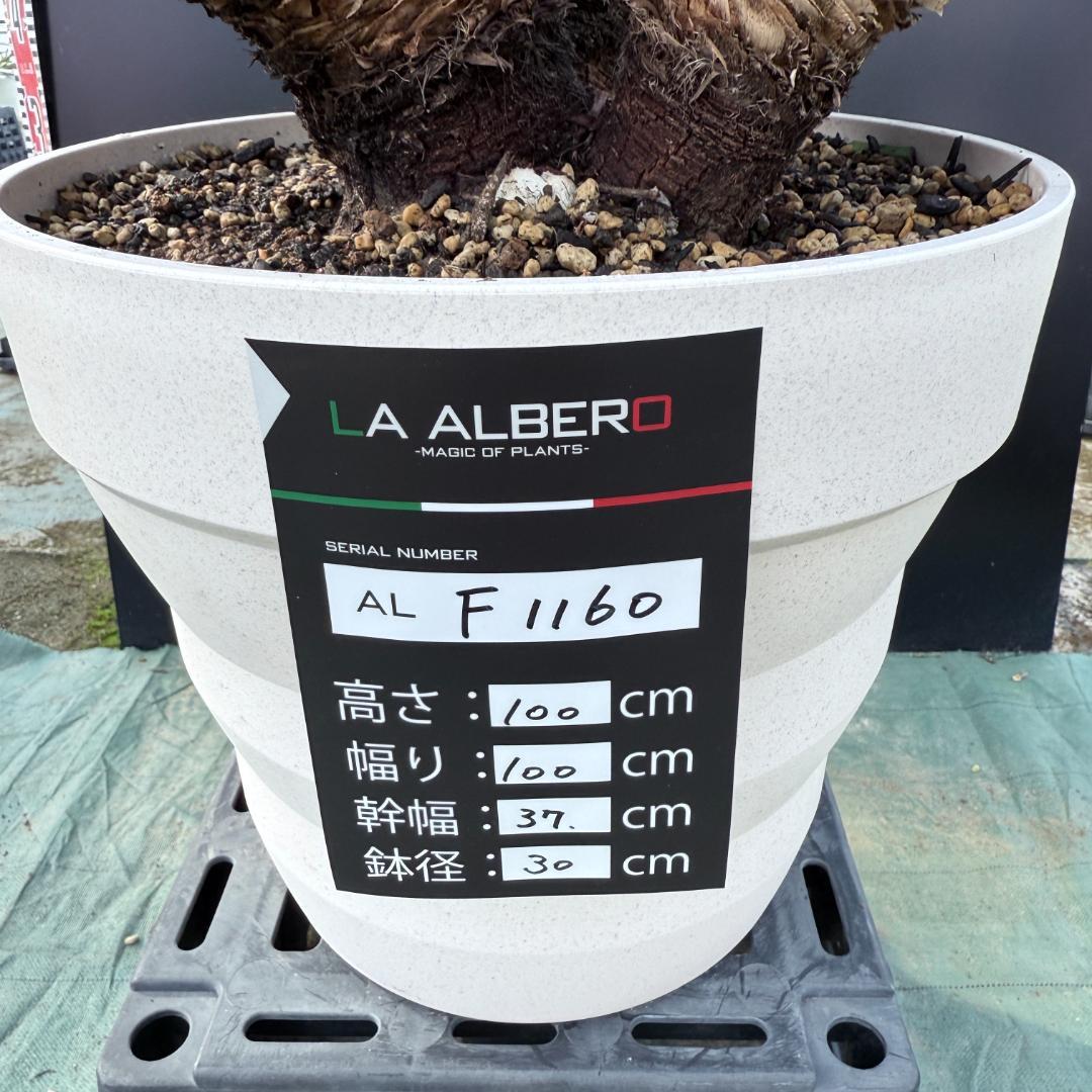 【AL-F1160】ユッカ　ロストラータ　超希少トリプルヘッド　極太