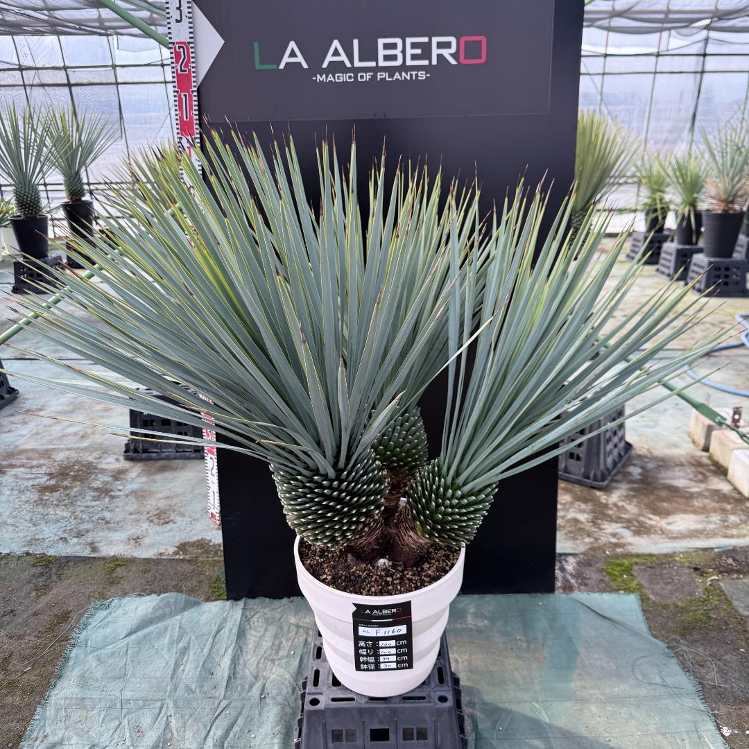【AL-F1160】ユッカ　ロストラータ　超希少トリプルヘッド　極太