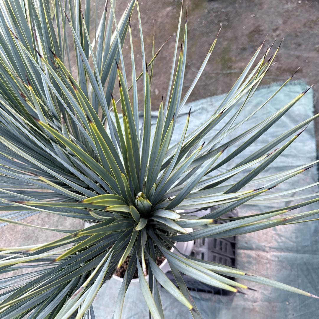 【AL-F1160】ユッカ　ロストラータ　超希少トリプルヘッド　極太