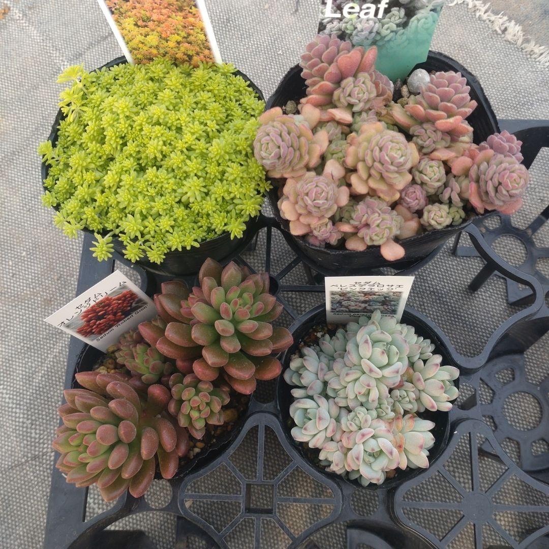 おうはなさん専用