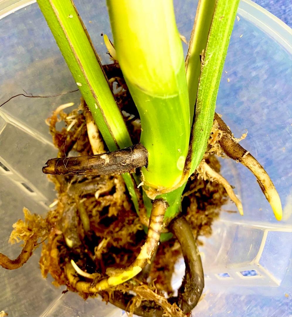 極太茎2㎝／大葉29㎝ ／脇芽・成長点有 イエローマリリン モンステラ 班入り㉟