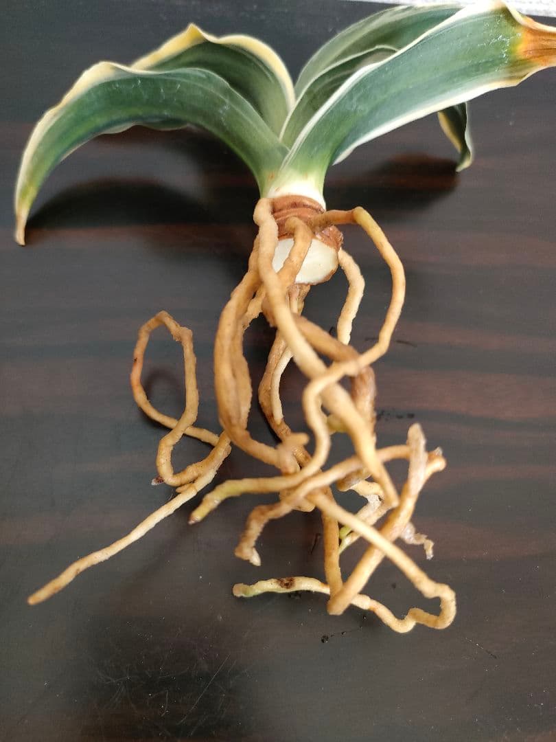 嶺雲 りょううん 万年青 羅紗系 おもと 鉢ごと発送 観葉植物 古典園芸
