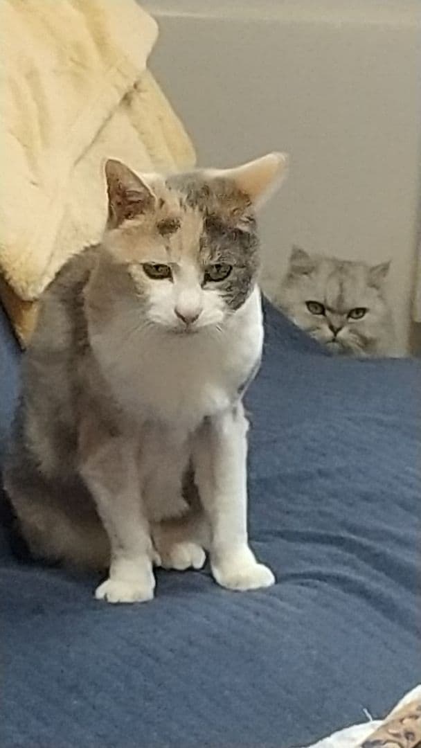 iPhoneアクセサリー iPhone5