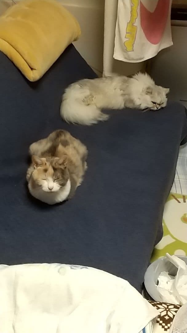 iPhoneアクセサリー iPhone5