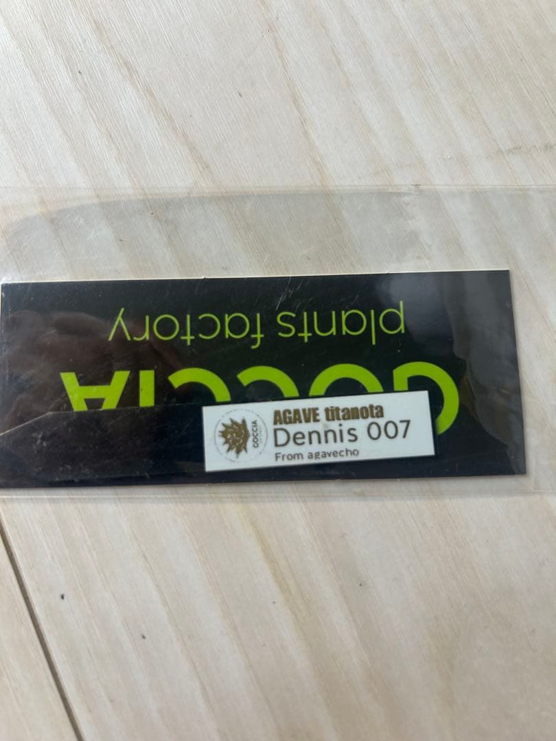 アガベ　チタノタ　Dennis007 魏怒羅　子株