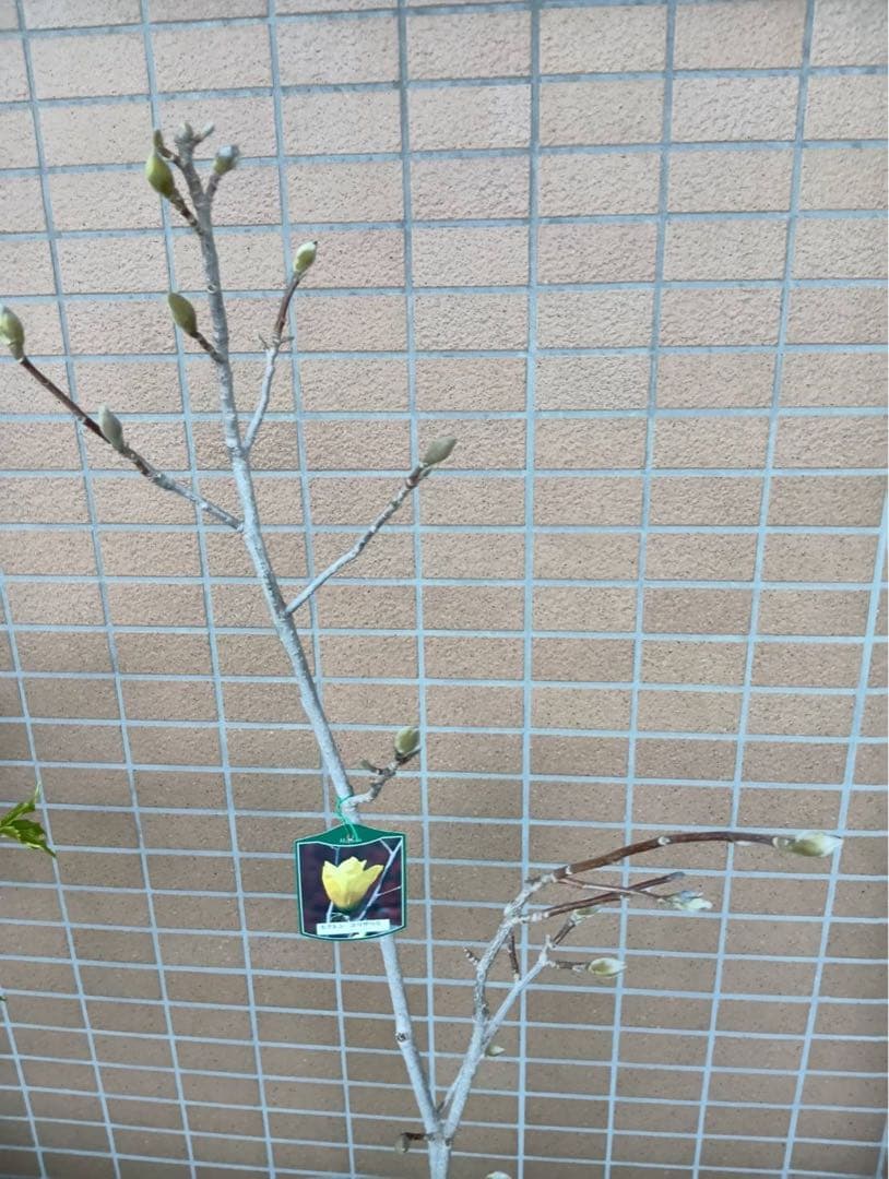 ◆黄花モクレン☺︎エリザベス8号ポット付き◆