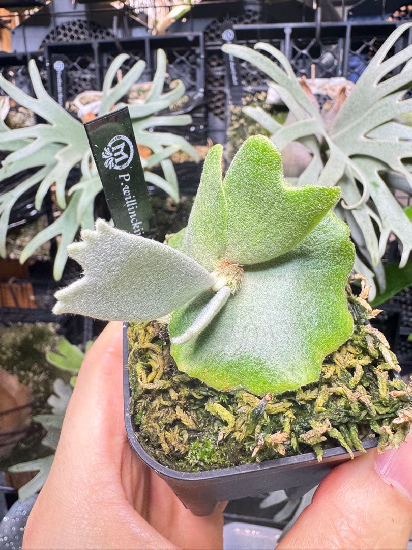 ビカクシダ willinckii aplus #2 dwarf form pup