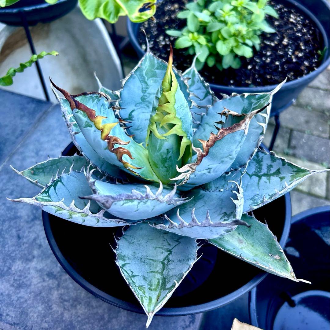 アガベ　チタノタブルー実生　選抜　胴切り子株　早い者勝ち