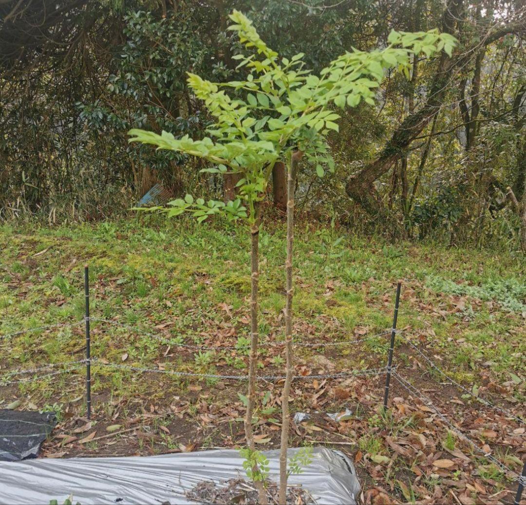 ※特盛大量割引※最後まで読むとプレゼント　熊本県阿蘇産　棘なしタラの根　200本