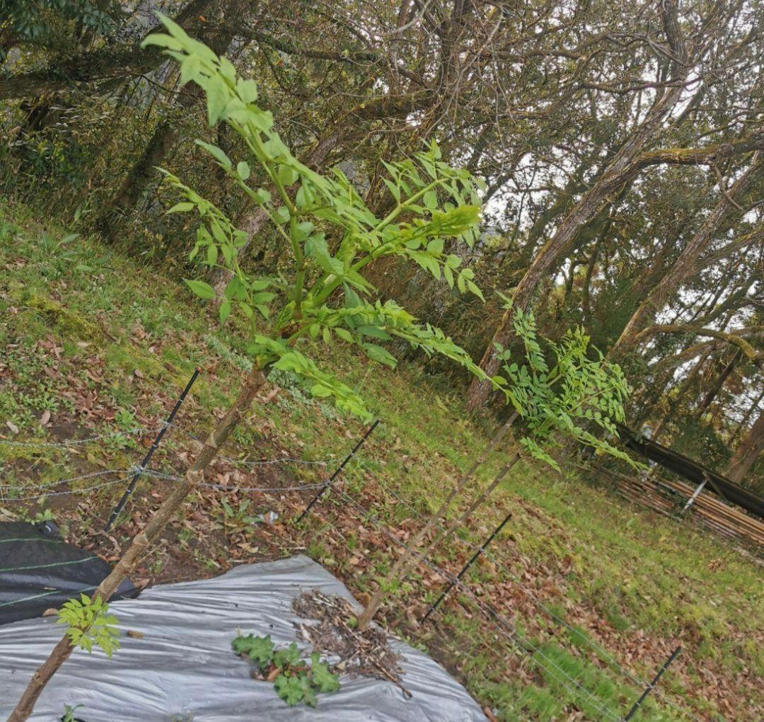 ※特盛大量割引※最後まで読むとプレゼント　熊本県阿蘇産　棘なしタラの根　200本