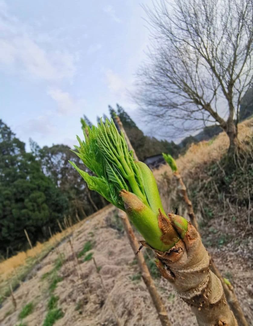 ※特盛大量割引※最後まで読むとプレゼント　熊本県阿蘇産　棘なしタラの根　200本