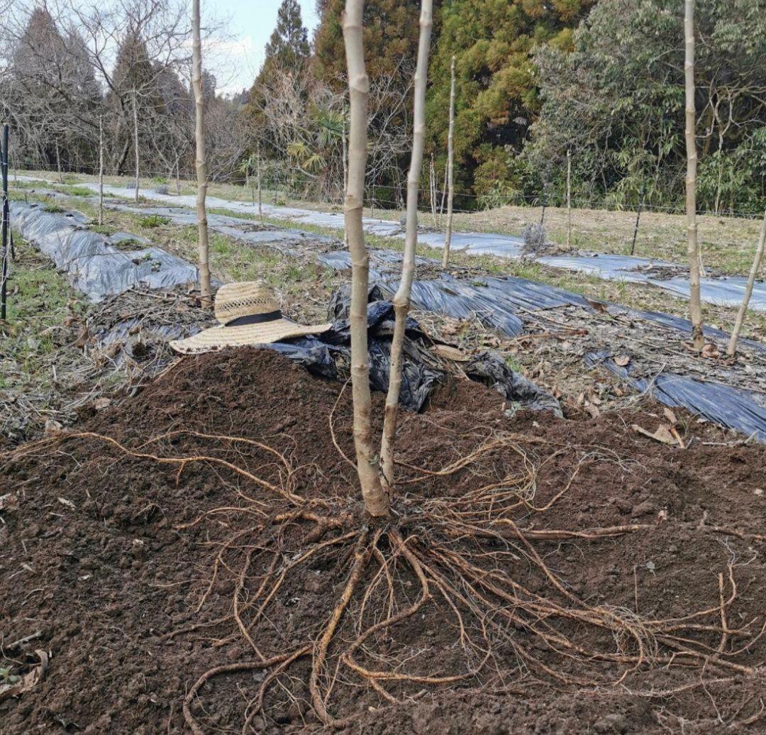 ※特盛大量割引※最後まで読むとプレゼント　熊本県阿蘇産　棘なしタラの根　200本