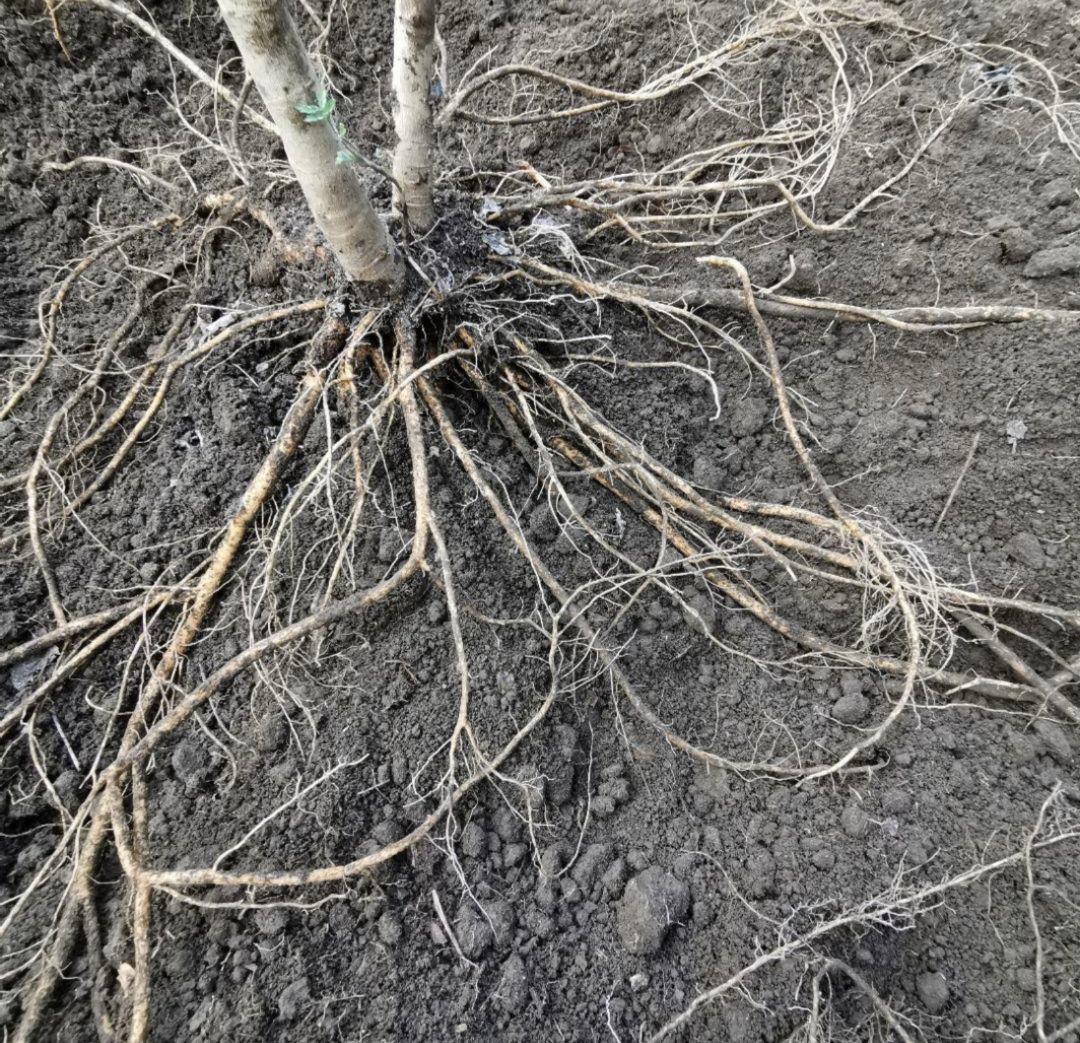 ※特盛大量割引※最後まで読むとプレゼント　熊本県阿蘇産　棘なしタラの根　200本