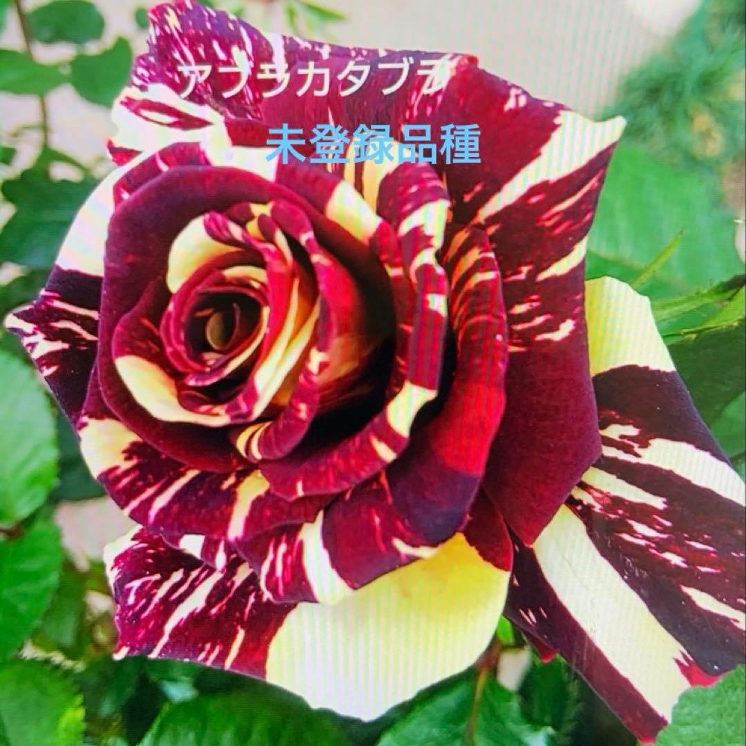 【専用】バラ苗 ソフトショコラ&アブラカタブラ接木新苗 薔薇 苗