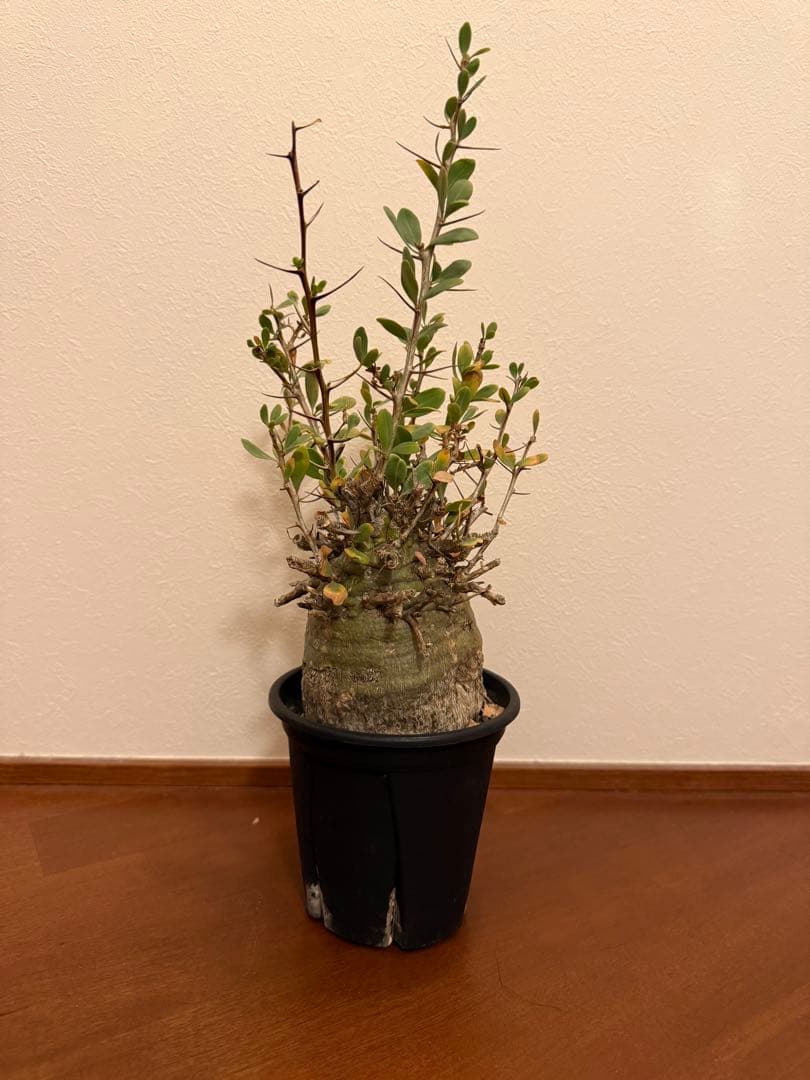 フォークイエリア コルムナリス 観峰玉