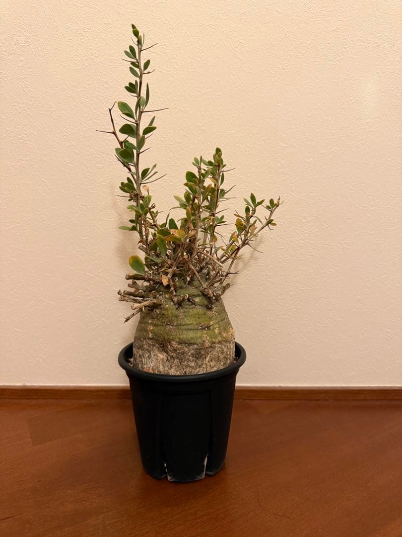 フォークイエリア コルムナリス 観峰玉