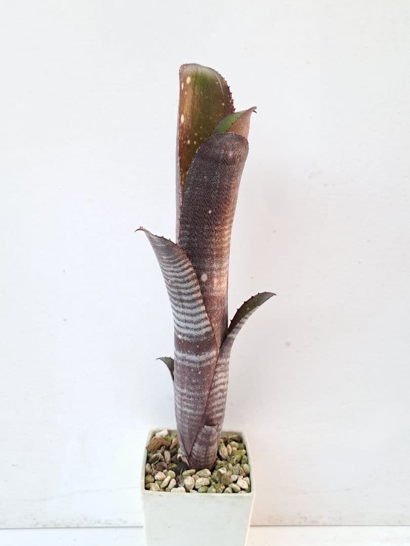 ビルベルギア オーレ 抜き苗 速達便 タンクブロメリア