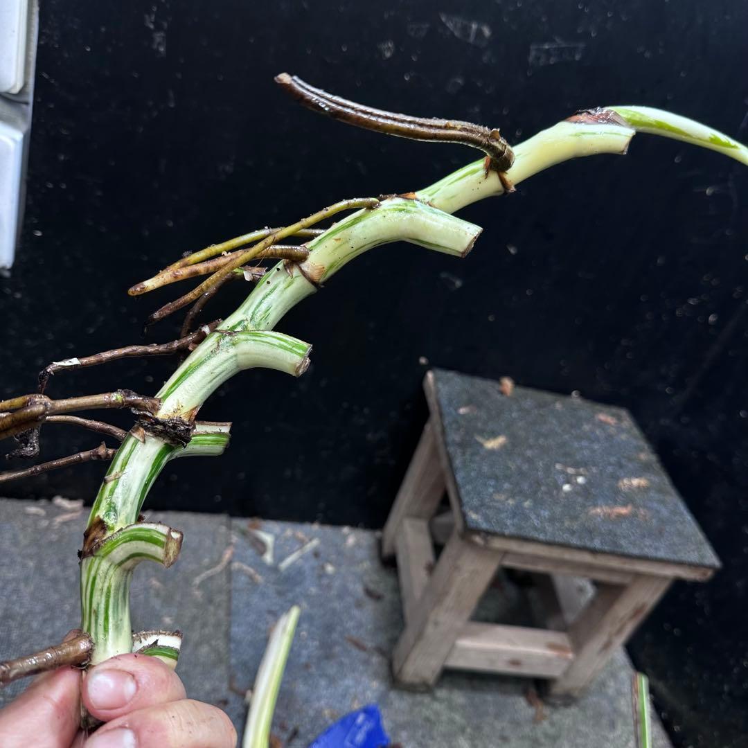 斑入りモンステラホワイトタイガー茎5株おまとめ