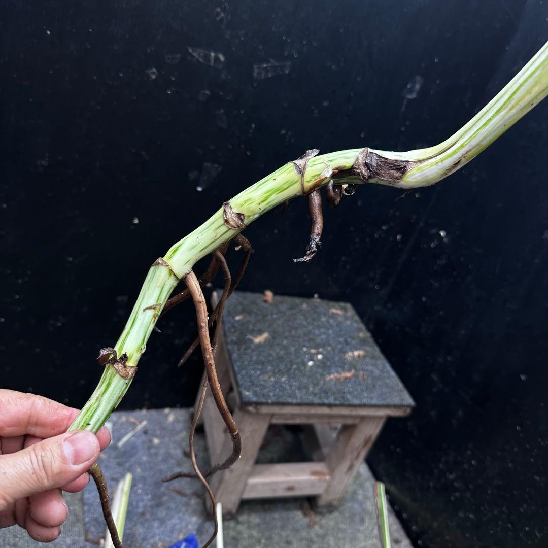 斑入りモンステラホワイトタイガー茎5株おまとめ