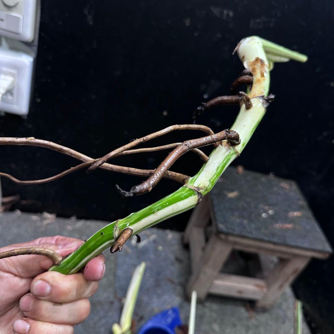 斑入りモンステラホワイトタイガー茎5株おまとめ