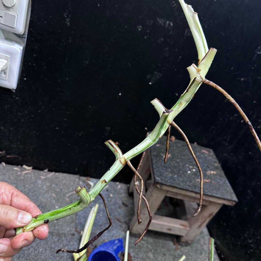 斑入りモンステラホワイトタイガー茎5株おまとめ