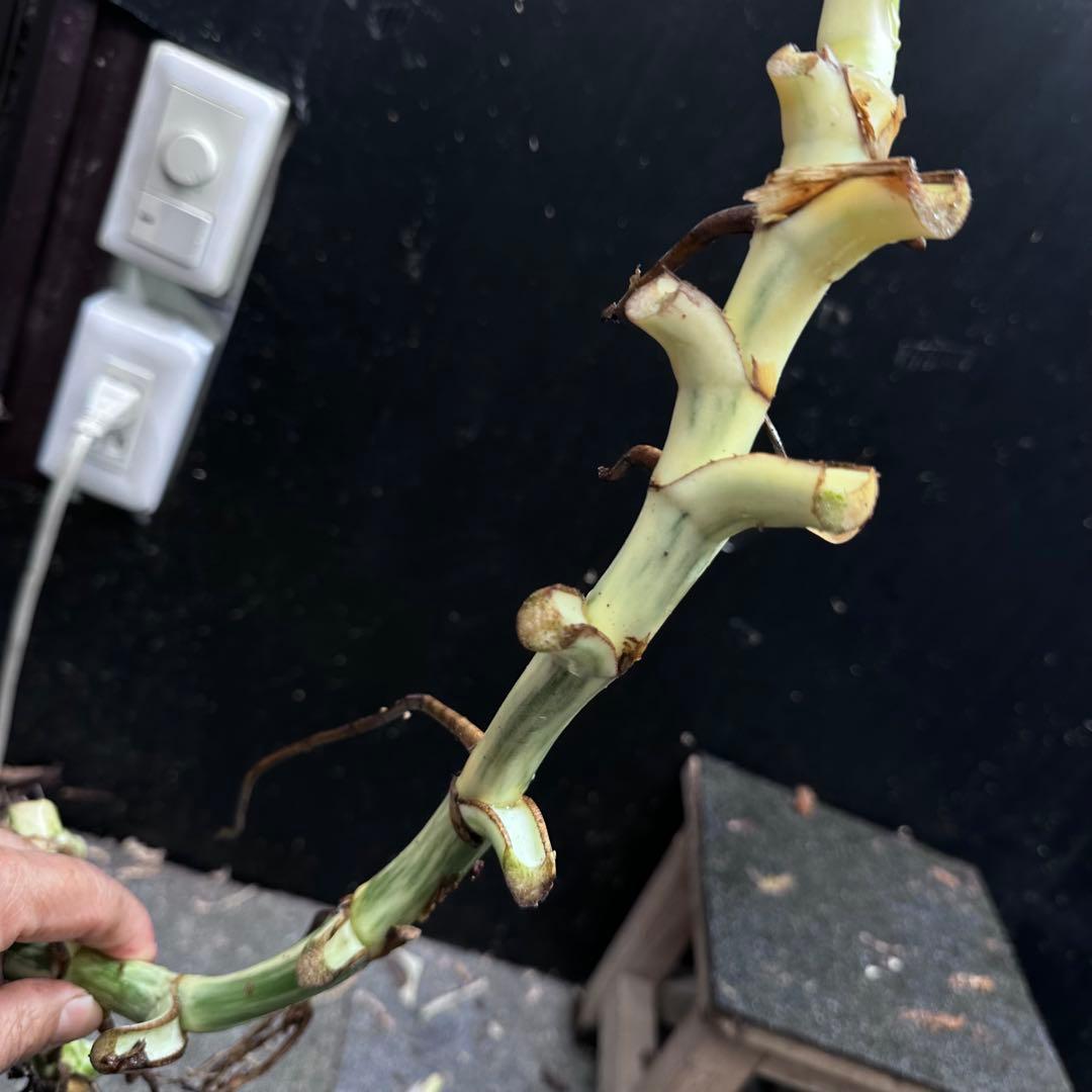 斑入りモンステラホワイトタイガー茎5株おまとめ