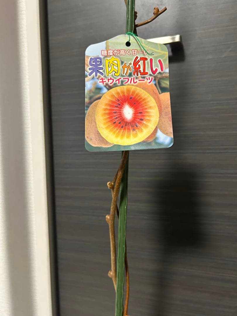赤い果肉のキウイフルーツ苗木　紅妃　苗木　大株
