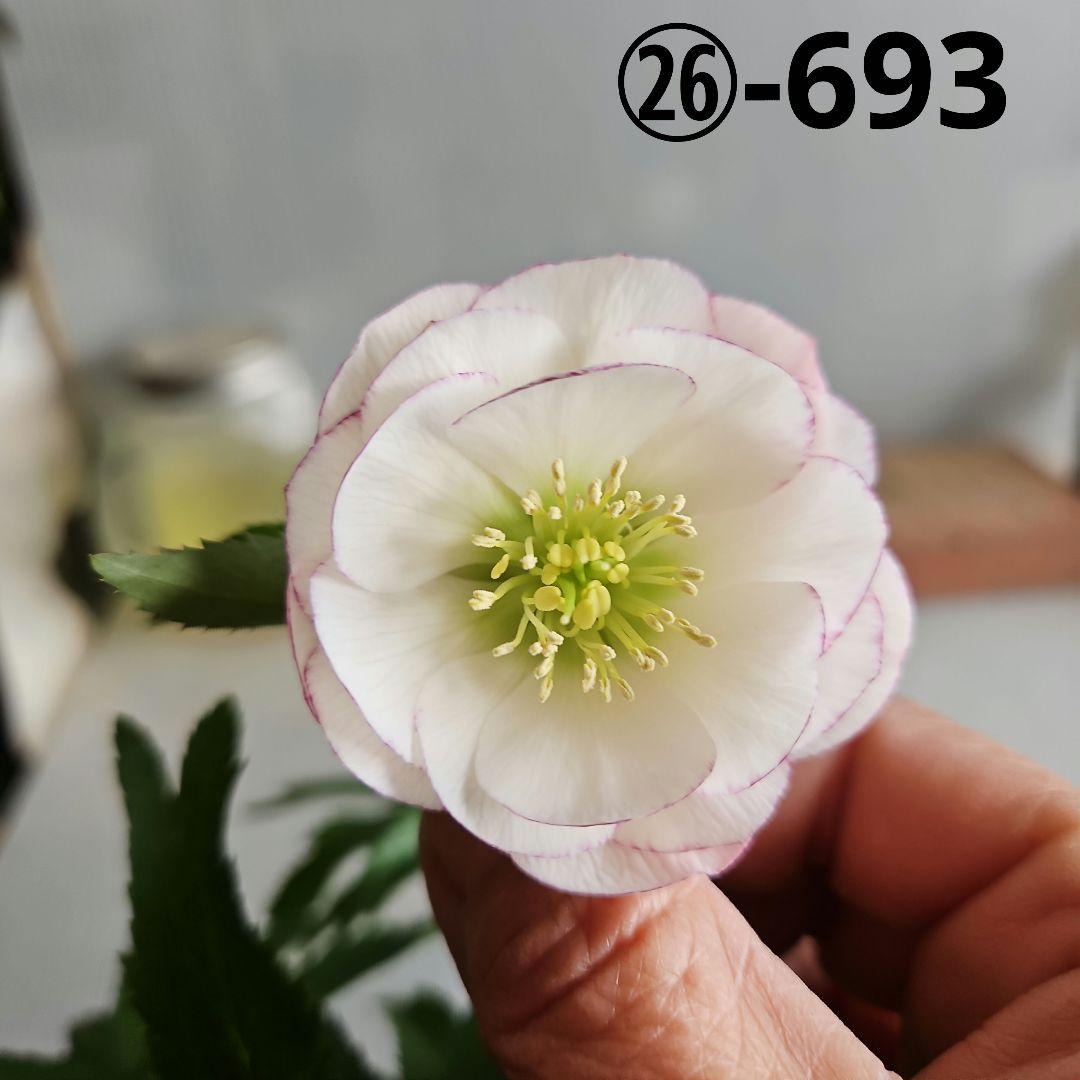 ㉖-693クリスマスローズ