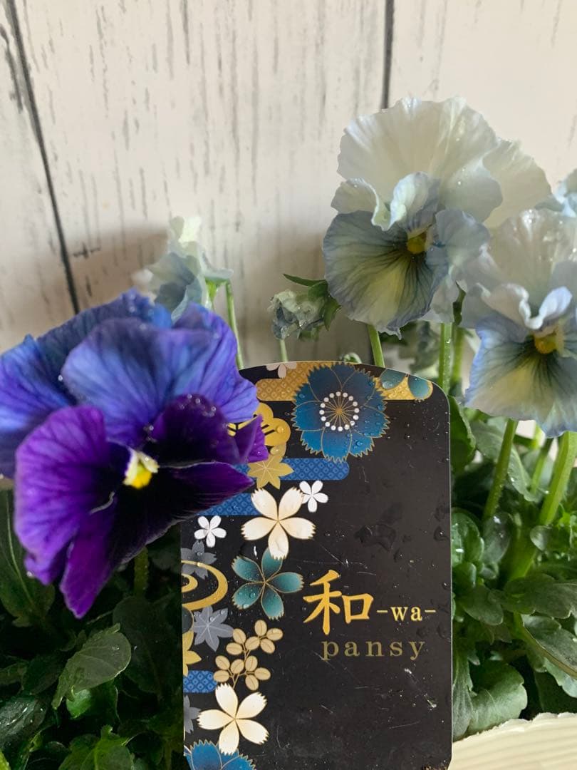 M*I様 \"和\" 2苗セット　no9