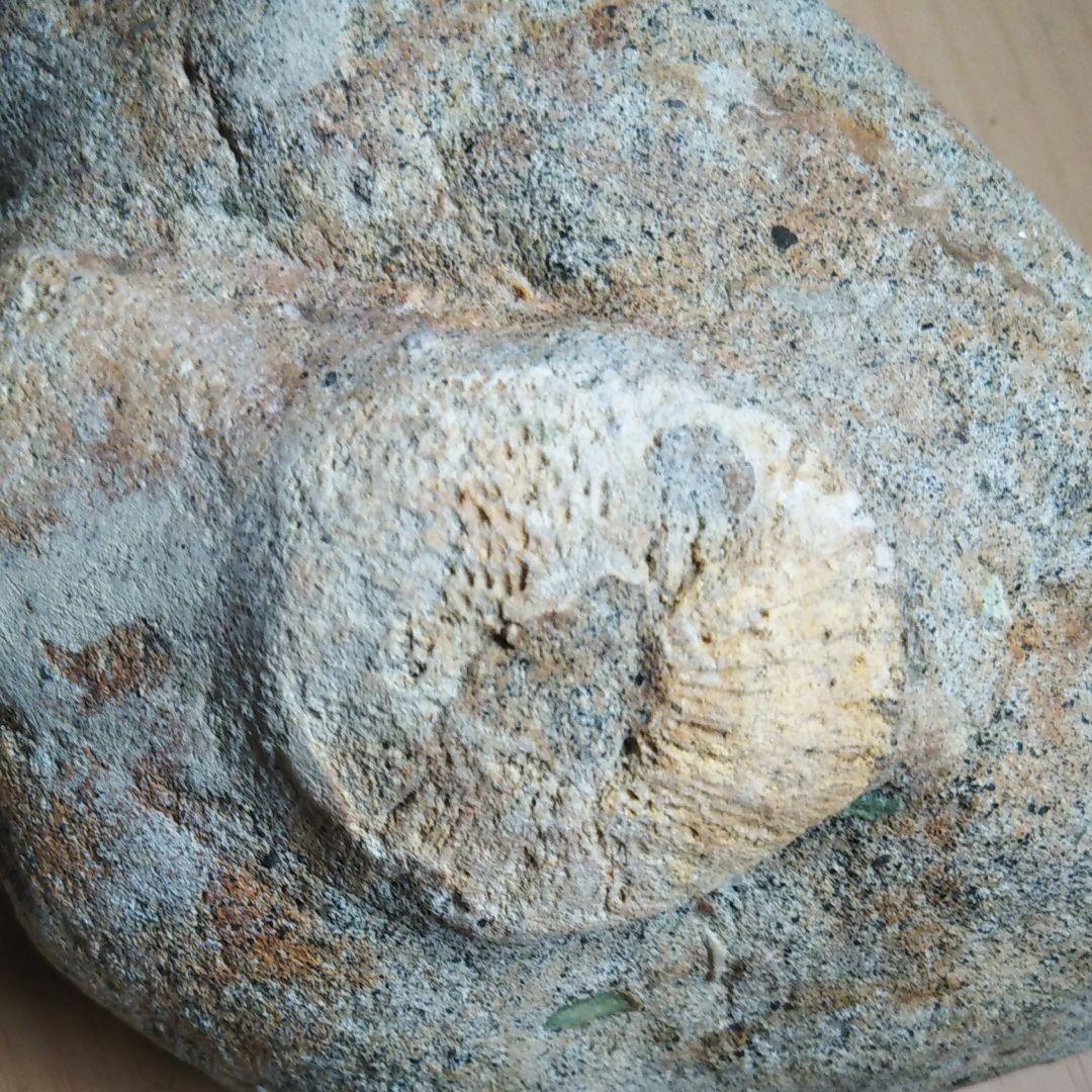 海綿類　アフロカリステスの化石