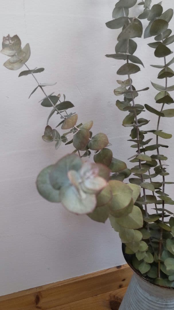 ドライリーフ  ユーカリ  銀世界   １０本 写真のもの