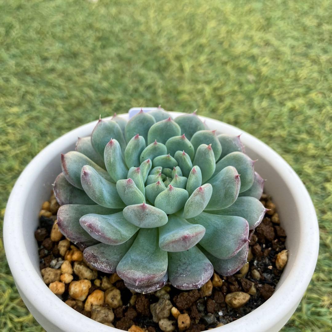 春の植え替えを失敗したくない 多肉植物の土 20L