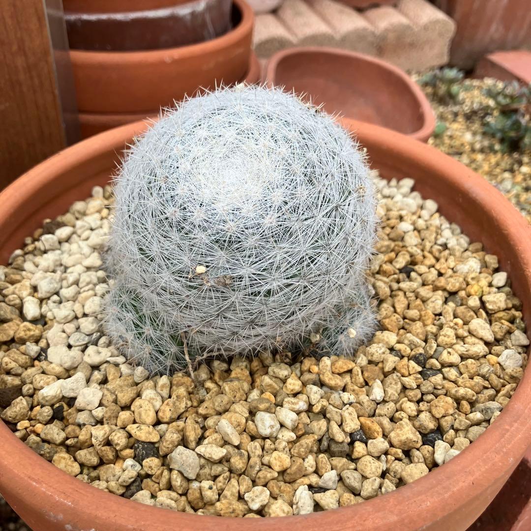 春の植え替えを失敗したくない 多肉植物の土 20L