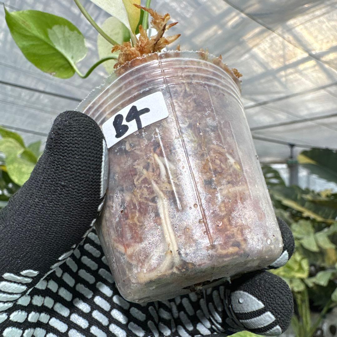 B4モンステラ　デリシオーサ　ミント斑入り　2寸ポリポット　ネコポス発送